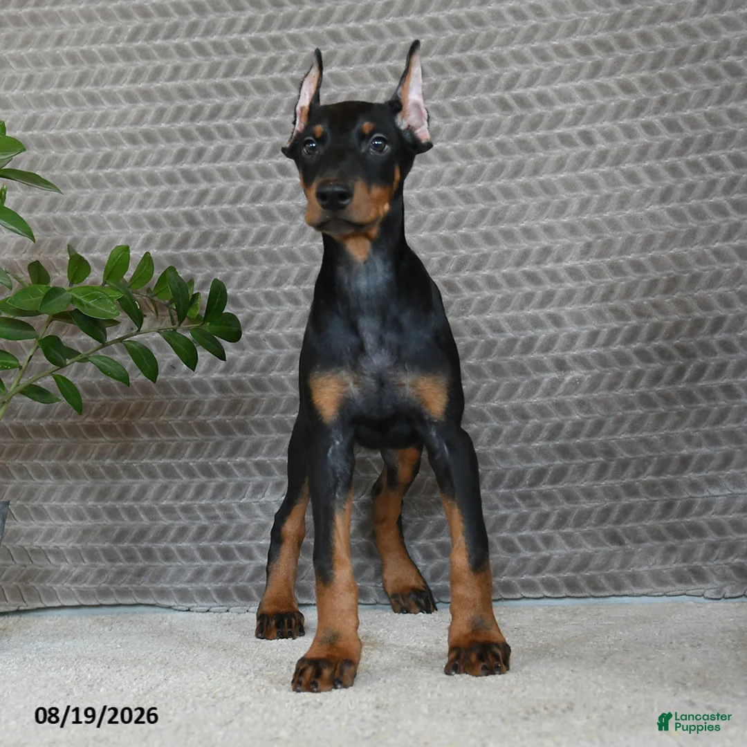 Doberman Pinscher dogs for sale: Oakley - Ad 1