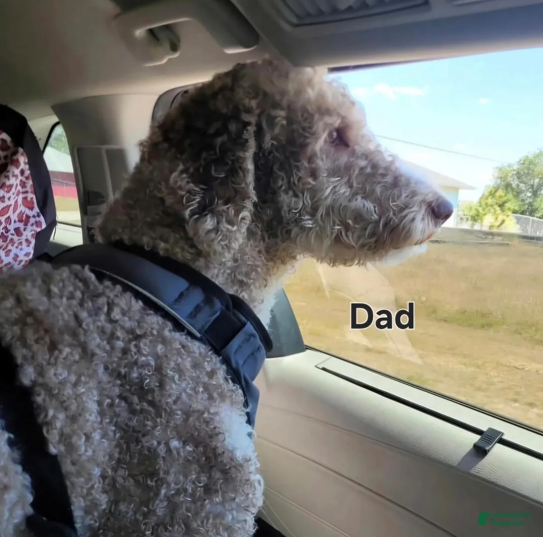 Labradoodle dogs for sale: Jewelweed *REDUCED* - Ad 6