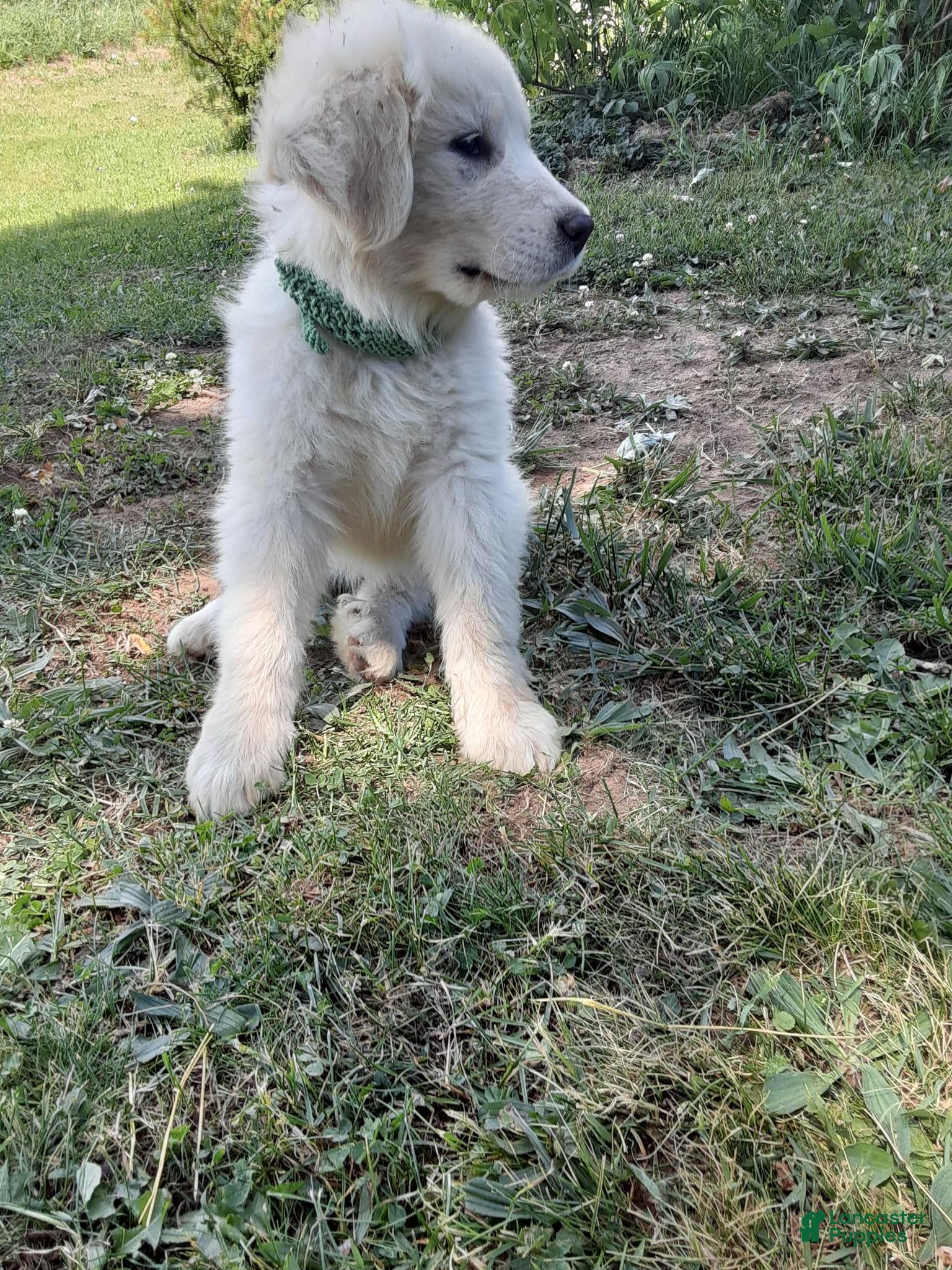 Great Pyrenees dogs Quincy - Ad 2