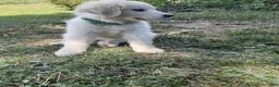 Great Pyrenees dogs for sale: Quincy - Ad 2