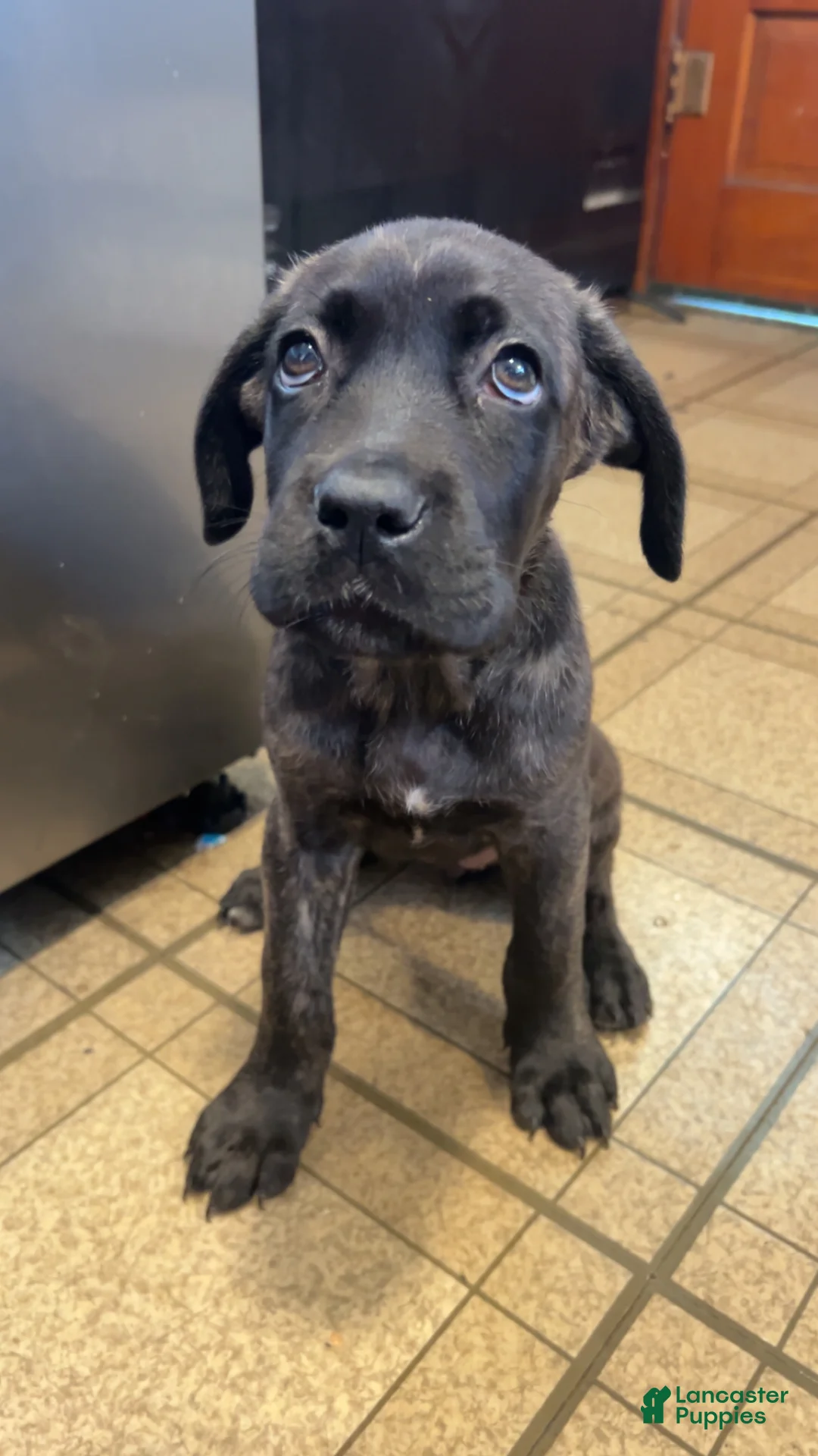 Cane Corso dogs for sale: Hera - Ad 2