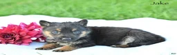 German Shepherd dogs for sale: Jake - Ad 4