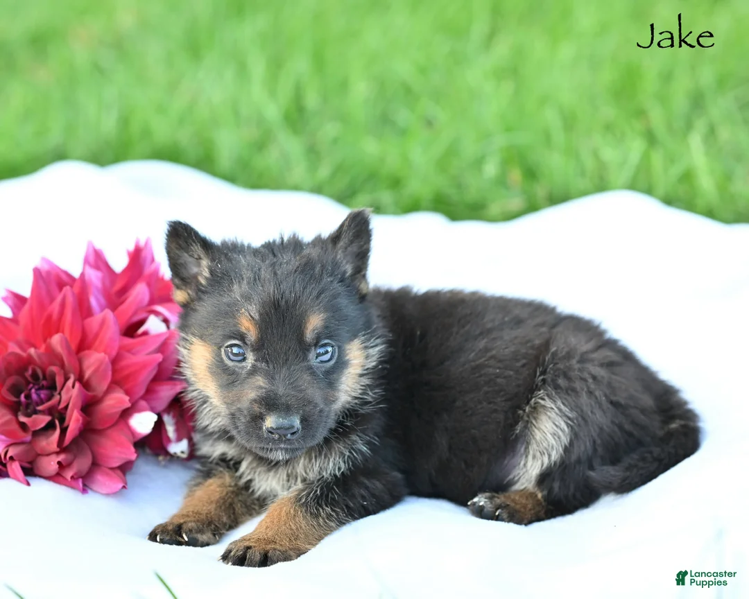German Shepherd dogs for sale: Jake - Ad 4