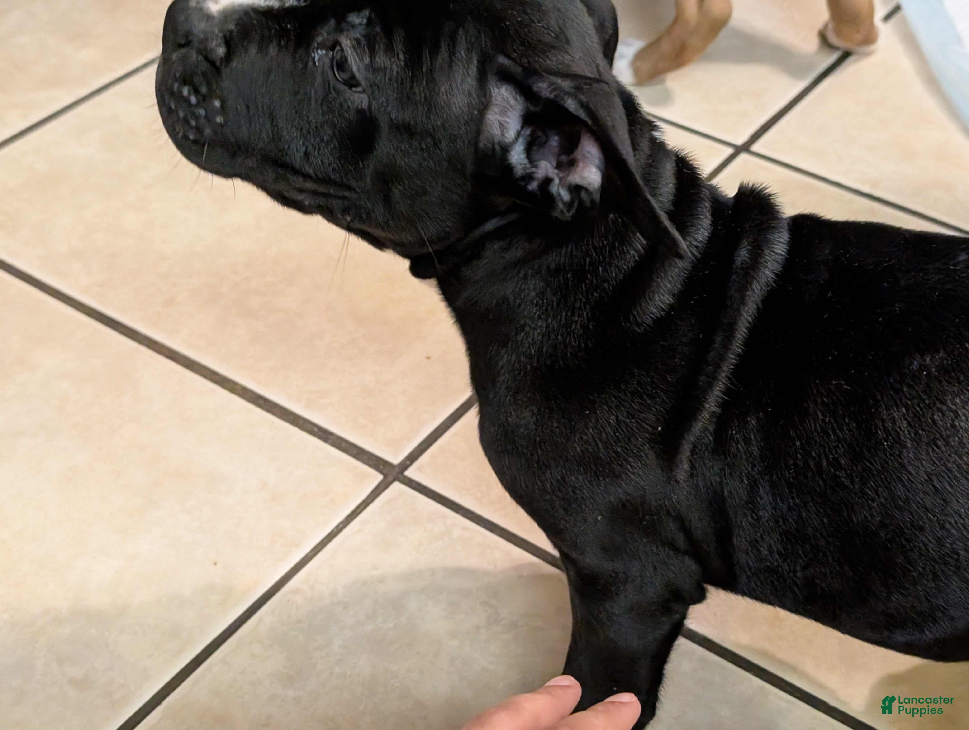 American Pit Bull Terrier dogs Shadow - Ad 4