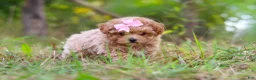 Maltipoo dogs for sale: Oakley - Ad 8