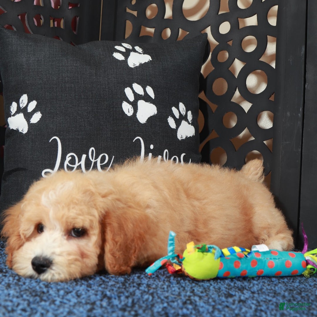 Bichpoo dogs for sale: Duke  - Ad 4