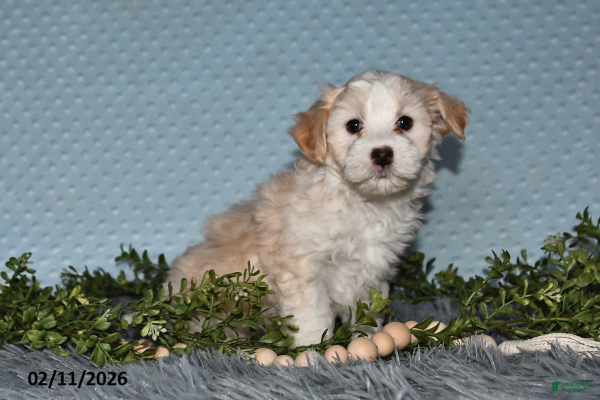 Havapoo dogs Ellie - Ad 2