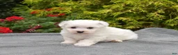 Bichon Frise dogs for sale: Paris (Tiny) - Ad 3