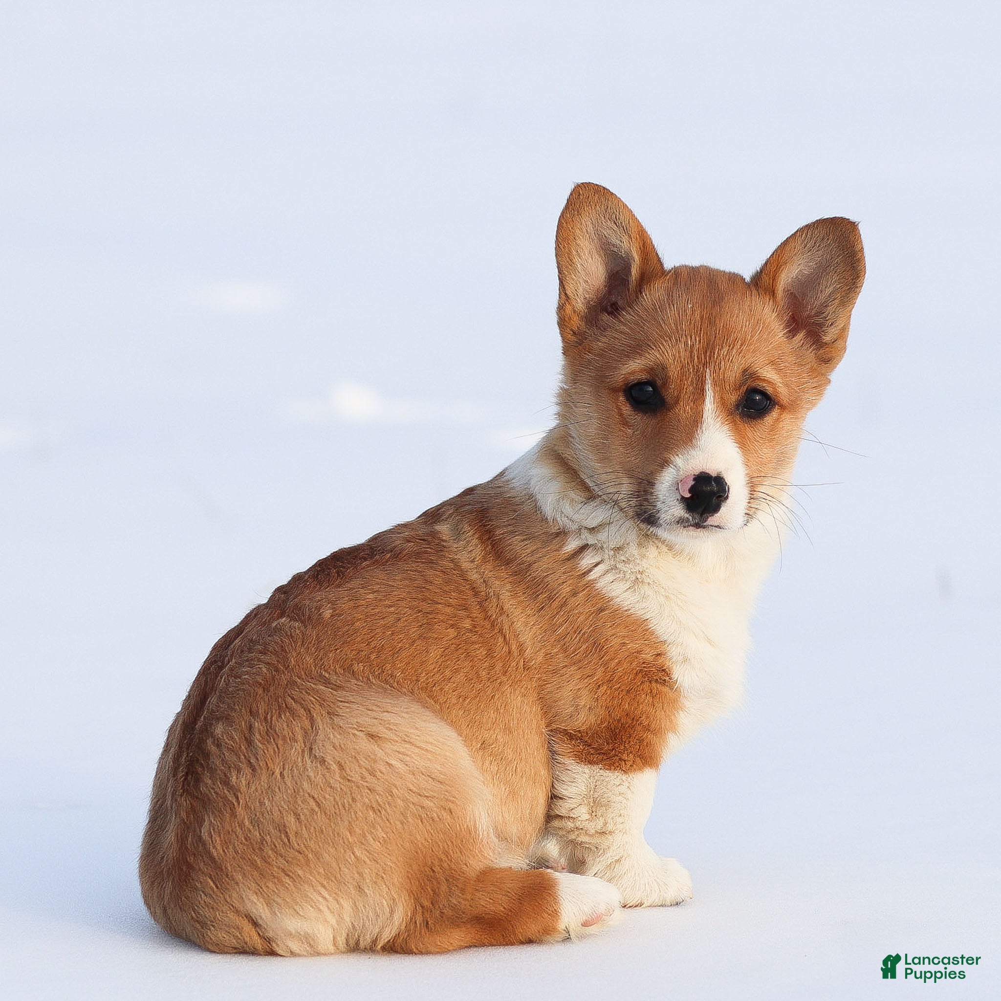 Welsh Corgi Pembroke dogs Kenny Welsh Corgi Pembroke - Ad 2