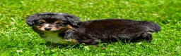 Miniature Australian Shepherd dogs for sale: Felisha - Ad 17