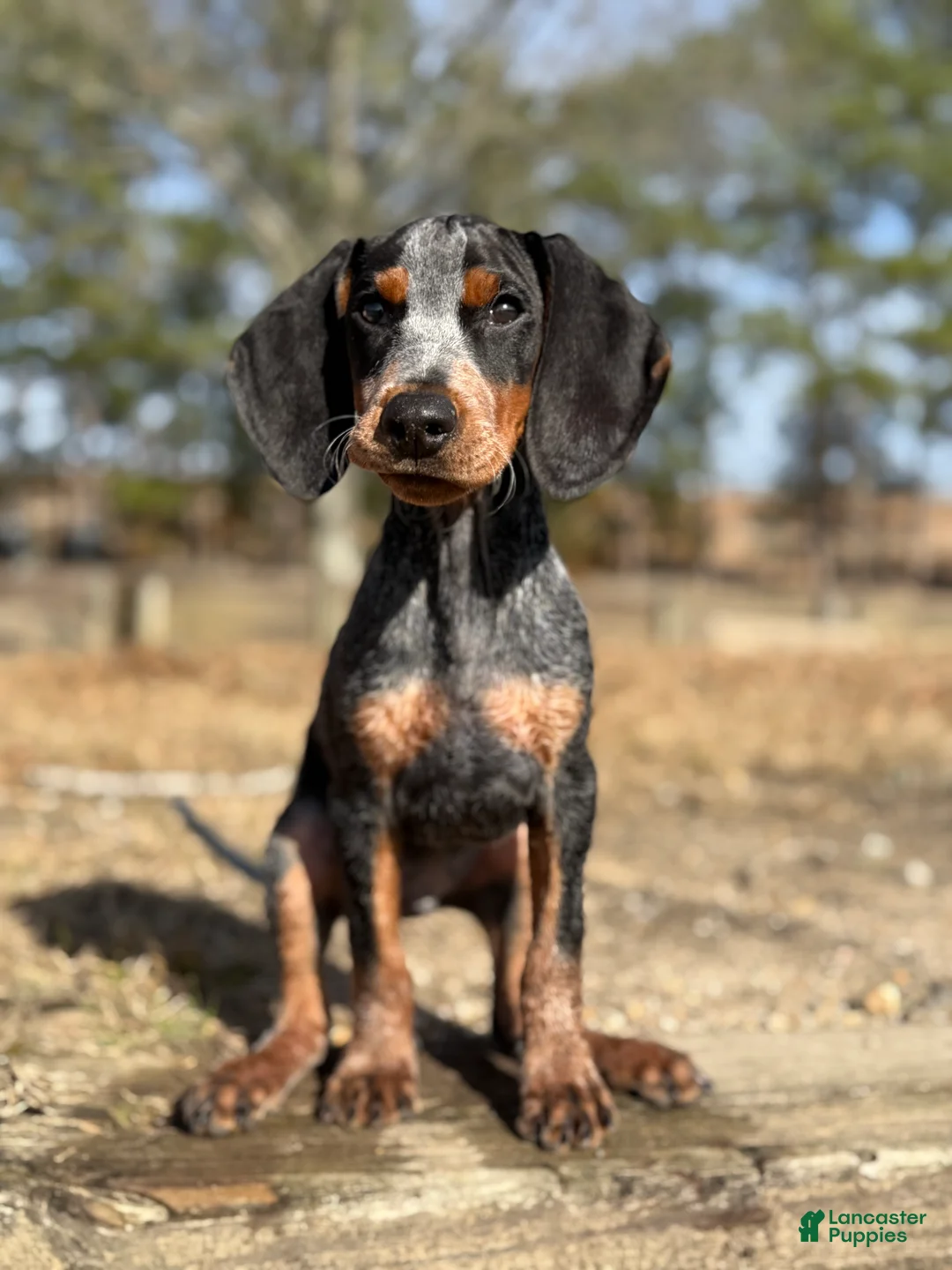 Black And Tan Coonhound dogs for sale: Black And Tan Coonhound Puppy 1 - Ad 1
