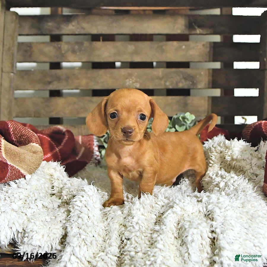 Miniature Dachshund dogs Graham - Ad 2