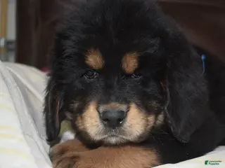 Tibetan Mastiff dogs Adam - Ad 3