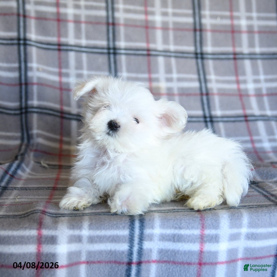 Maltese dogs Toby - Ad 2