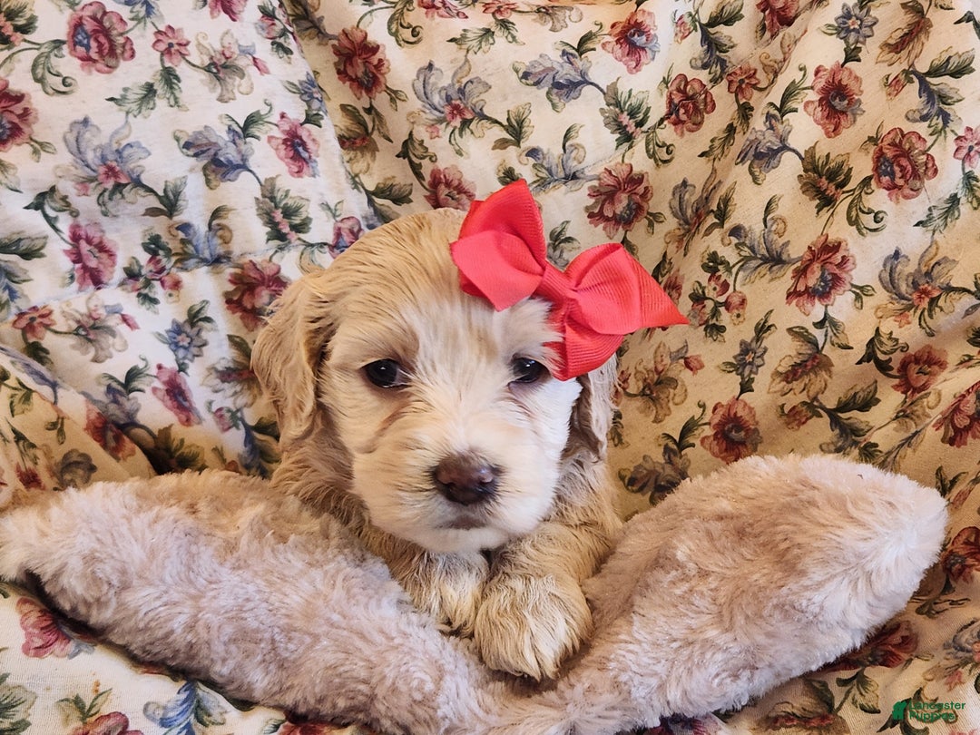 Mixed Breed dogs for sale: Lacey - Ad 3