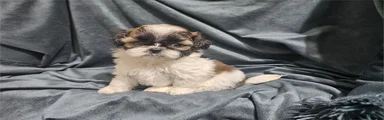 Mixed Breed Puppy 1