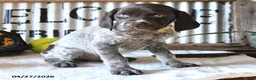 German Shorthaired Pointer dogs for sale: BJ - Ad 4