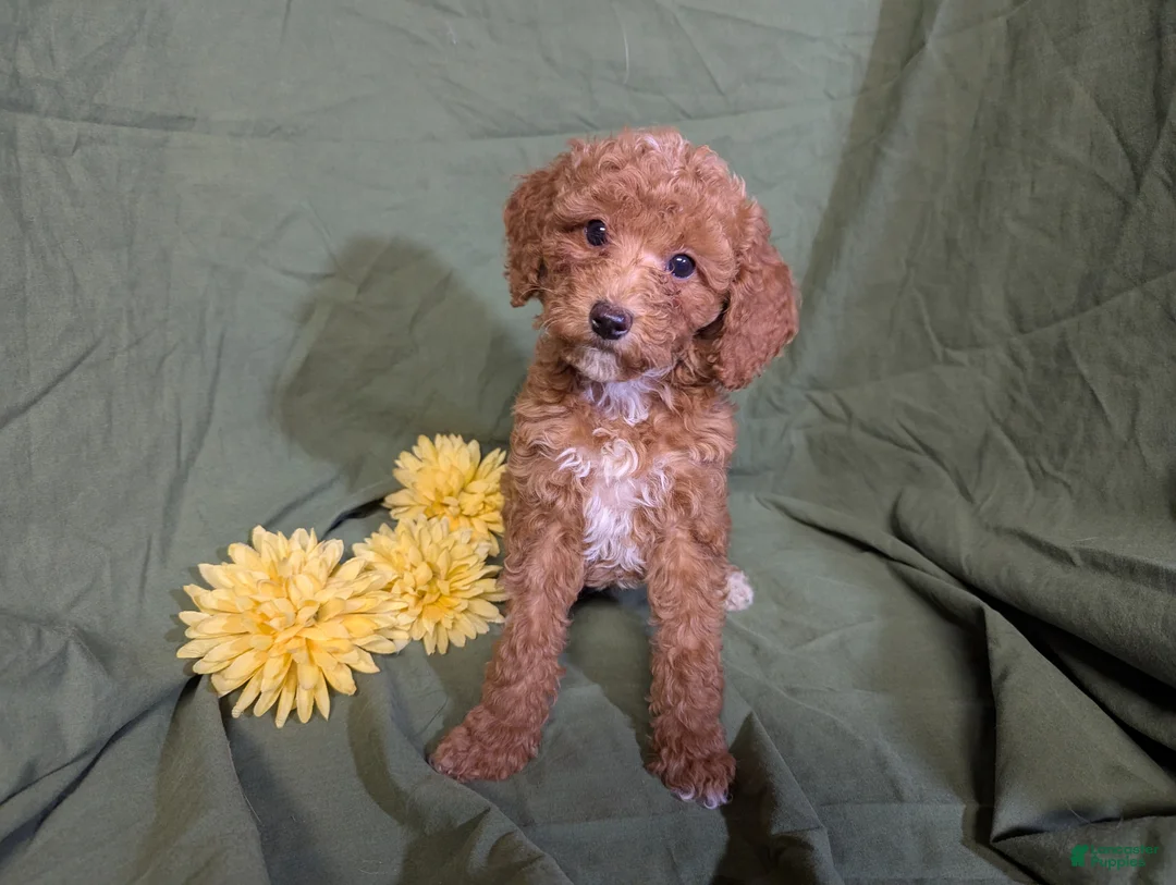 Mixed Breed dogs for sale: Pearl - Ad 4