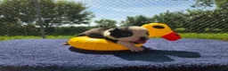 Olde English Bulldogge dogs for sale: Forky - Ad 13