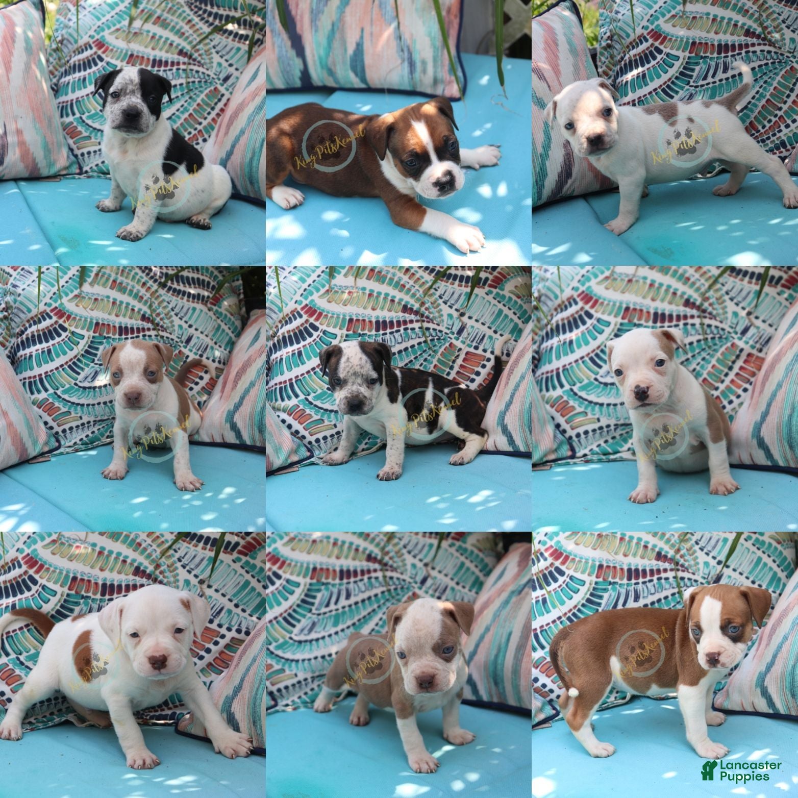 American Bully dogs Priest - Ad 2