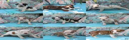 American Bully dogs for stud: Priest - Ad 2