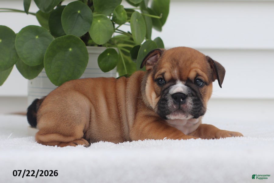 English Bulldog dogs Charlie - Ad 2