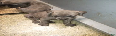 Cane Corso 7