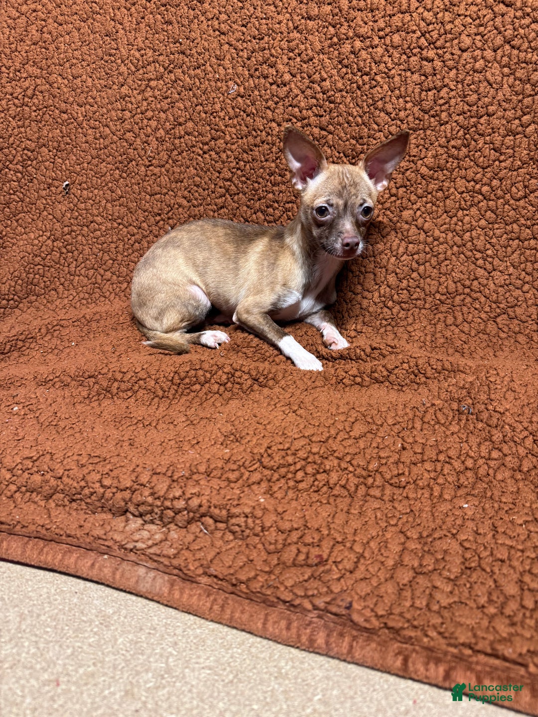 Chihuahua dogs for sale: Tara - Ad 4