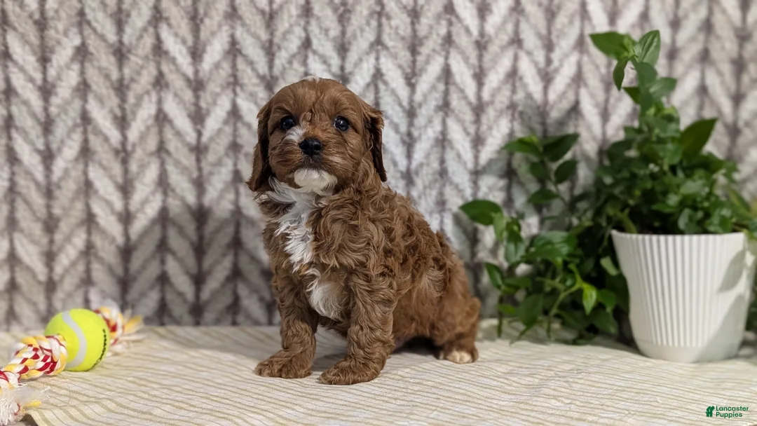 Cavapoo dogs for sale: Cody - Ad 5