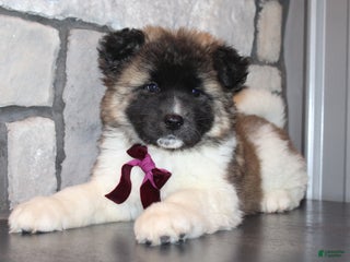 Akita dogs Lucy - Ad 2
