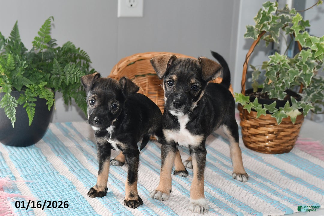 Mixed Breed dogs for sale: Tinker - Ad 5