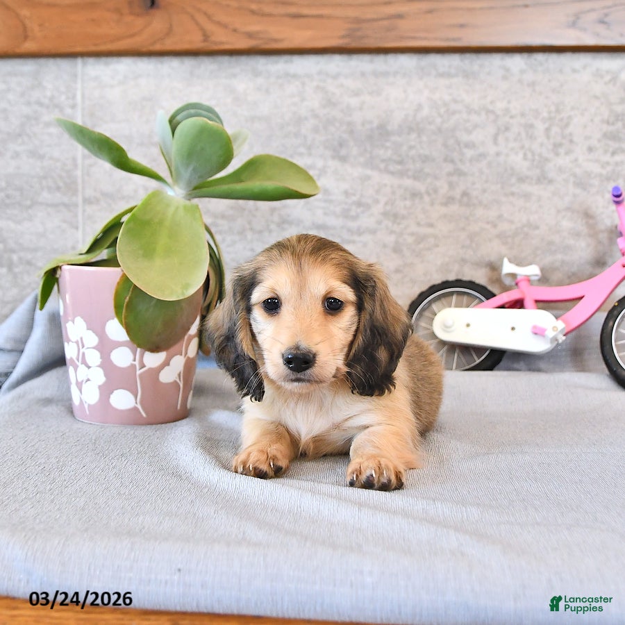 Miniature Dachshund dogs Bentley - Ad 2