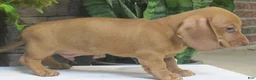 Miniature Dachshund dogs for sale: Jasper - Ad 2