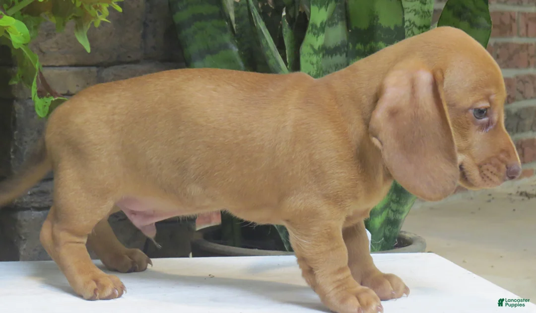 Miniature Dachshund dogs for sale: Jasper - Ad 2