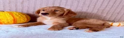 Golden Retriever dogs for sale: Draco - Ad 10