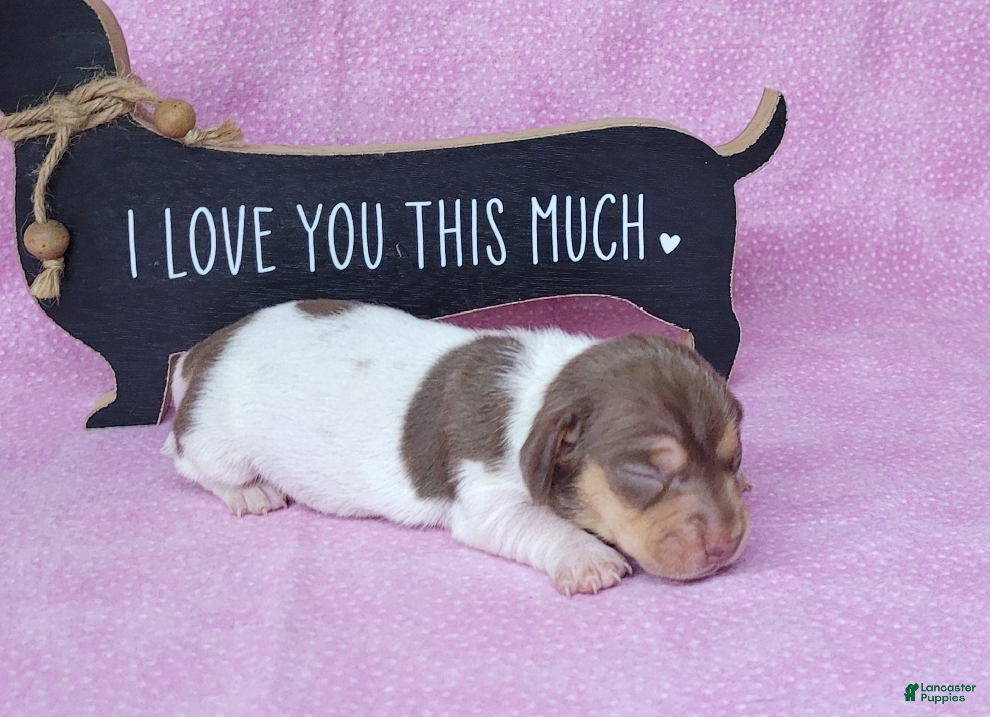 Miniature Dachshund dogs Chloe AKC *Delivery available* - Ad 28