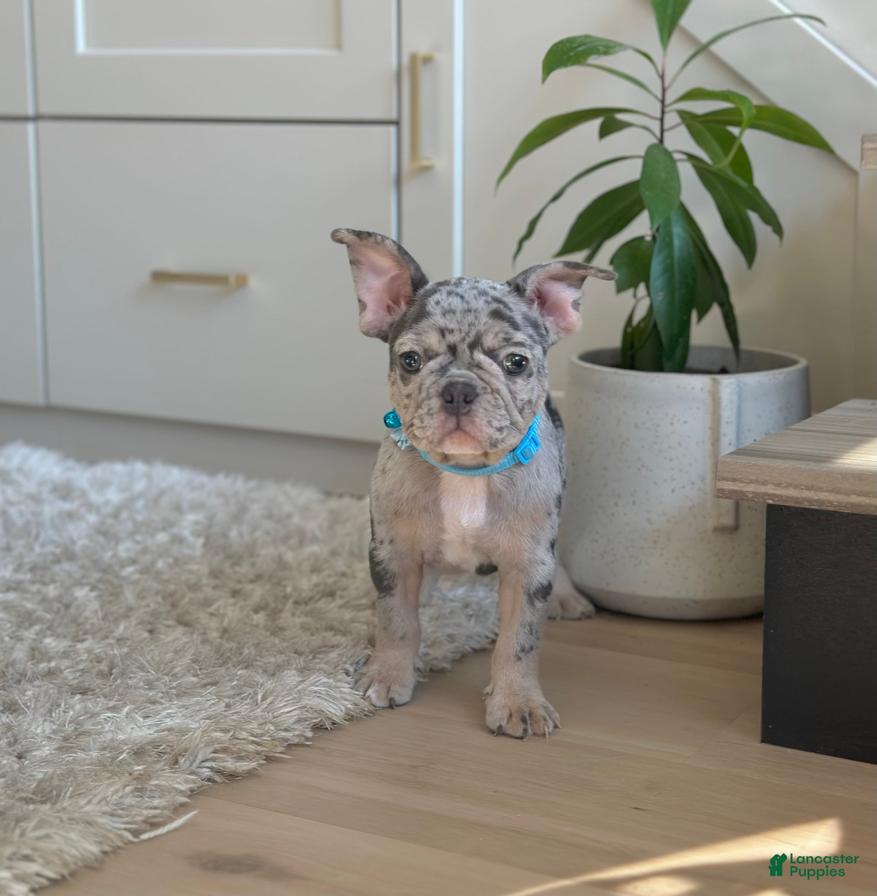 French Bulldog dogs Rolex - Ad 1