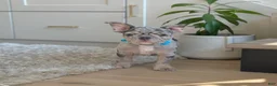 French Bulldog dogs for sale: Rolex - Ad 1