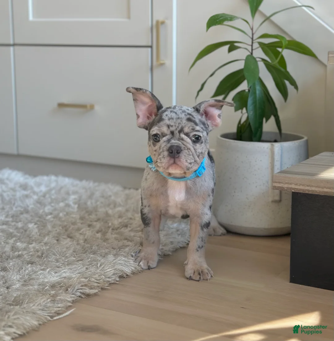 French Bulldog dogs for sale: Rolex - Ad 1