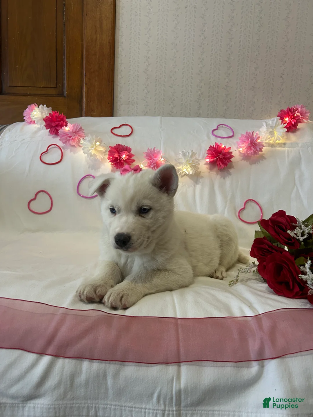 Siberian Husky dogs for sale: Siberian Husky Puppy 1 - Ad 1