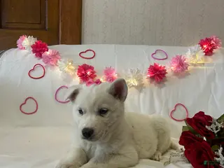 Siberian Husky dogs Siberian Husky Puppy 1 - Ad 2