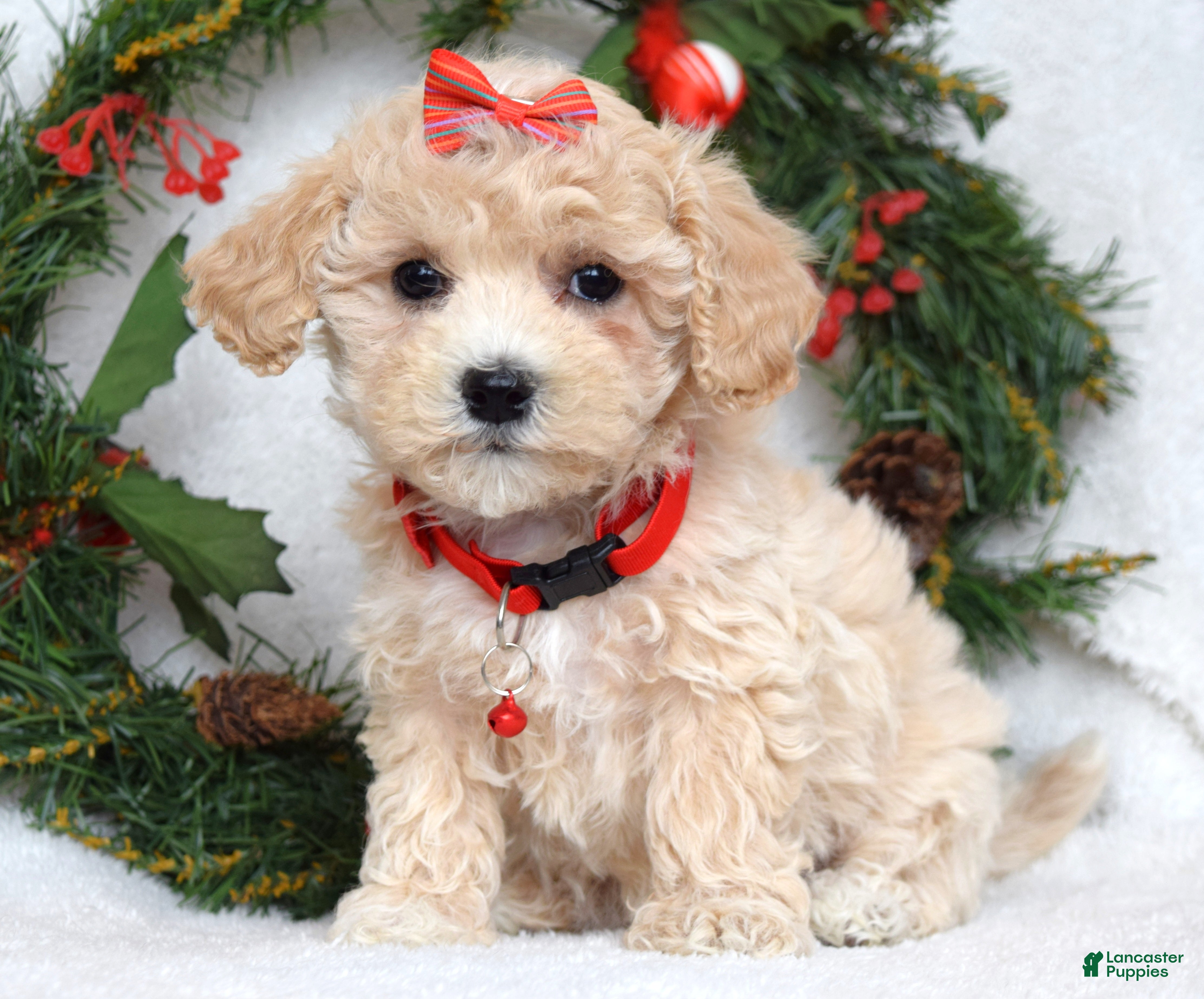 Maltipoo dogs Lola - Ad 7