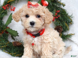 Maltipoo dogs Lola - Ad 16