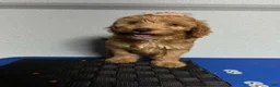 Mini Goldendoodle dogs for sale: Kylie - Ad 3