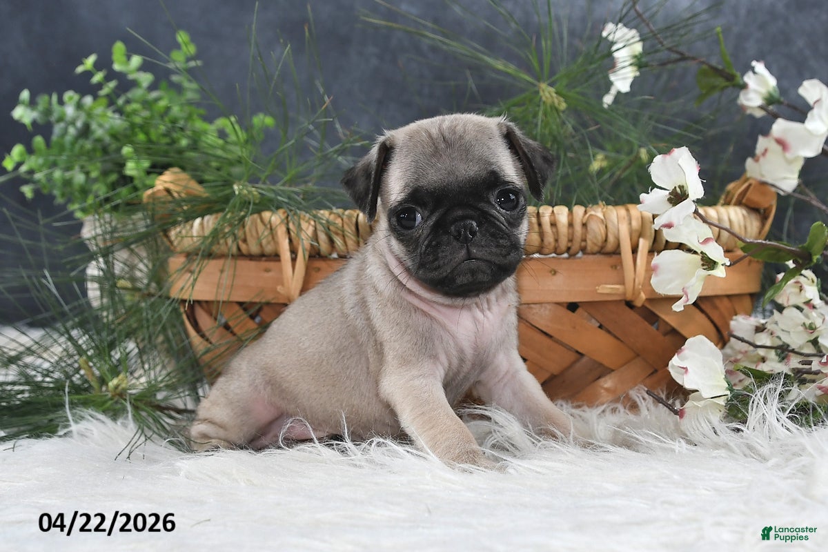 Pug dogs Gilbert - Ad 1