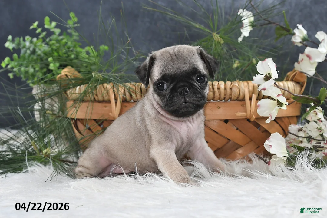 Pug dogs for sale: Gilbert - Ad 1