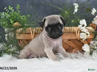 Pug dogs for sale: Gilbert - Ad 1
