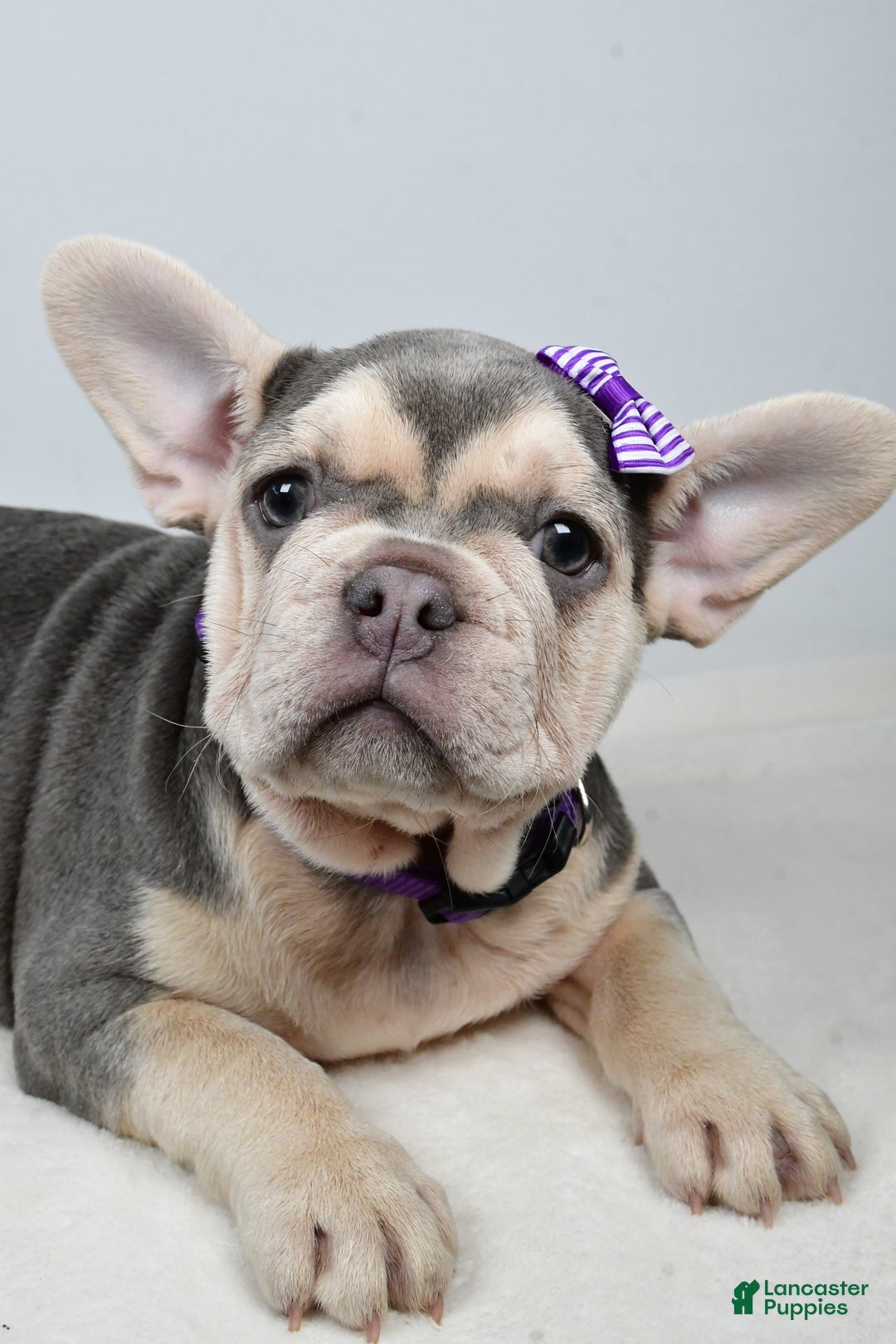 French Bulldog dogs for sale: Chloe  - Ad 6