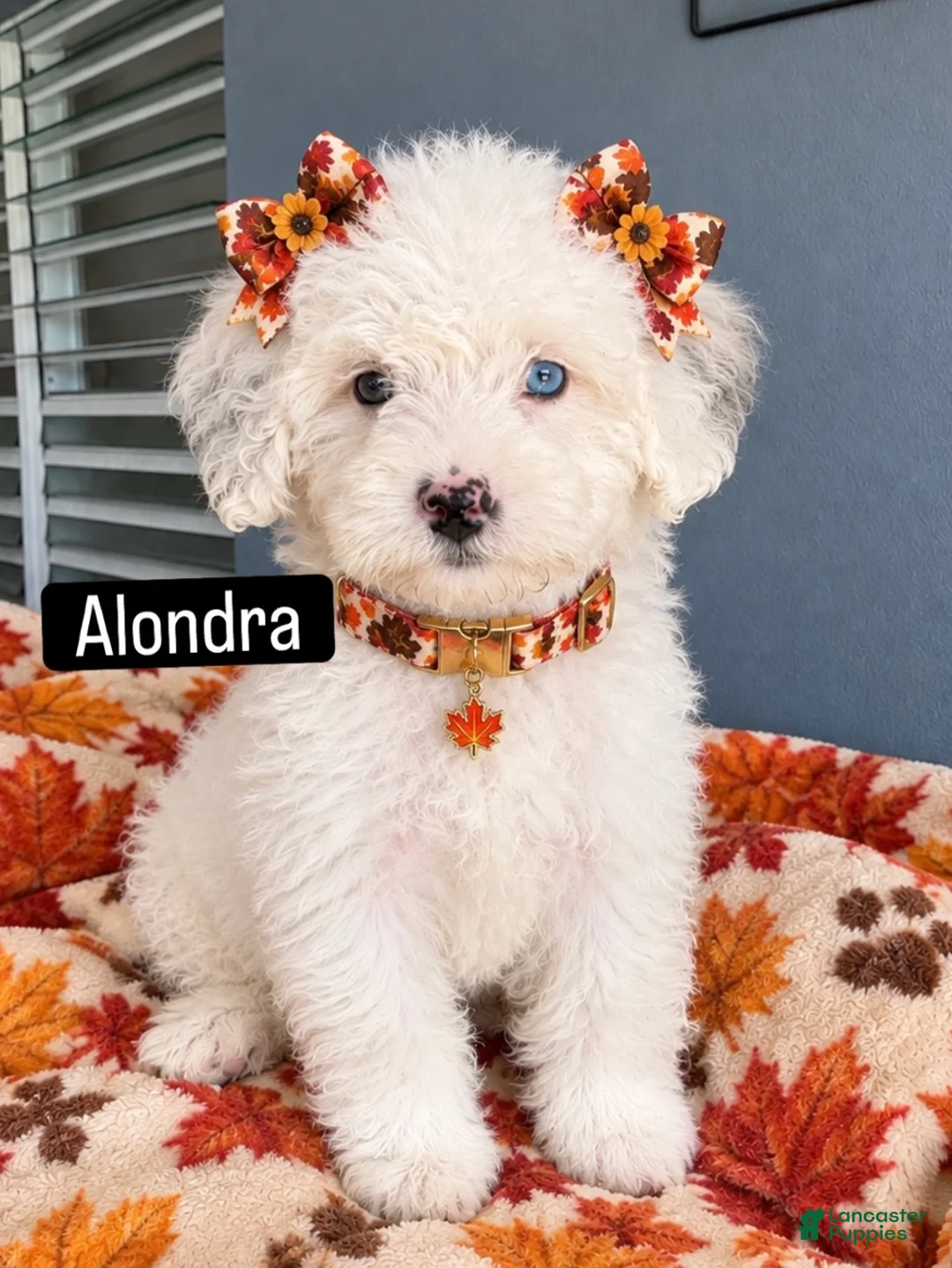 Mini Bernedoodle dogs for sale: Alondra - Ad 1