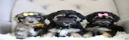 Maltipoo dogs for sale: Cove - Ad 16